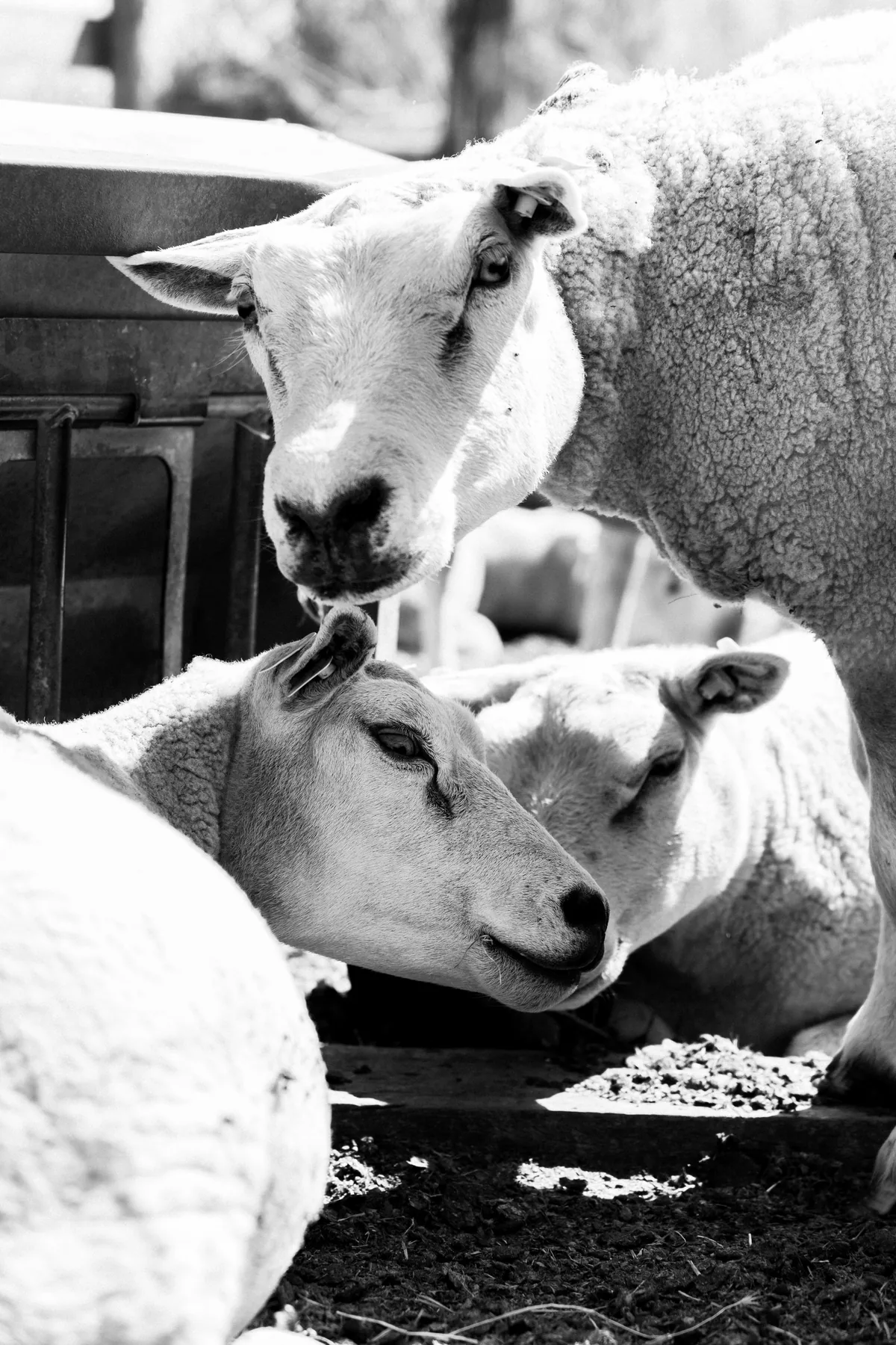Sheep in a pen, one leaning down to nuzzle another