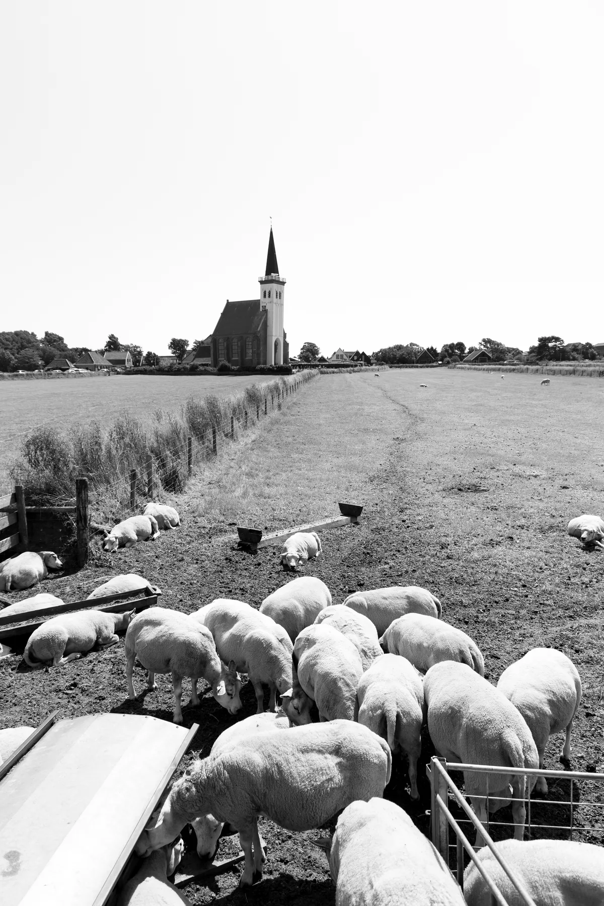 Flock of sheep grazing on flat farmland with a church spire on the horizon