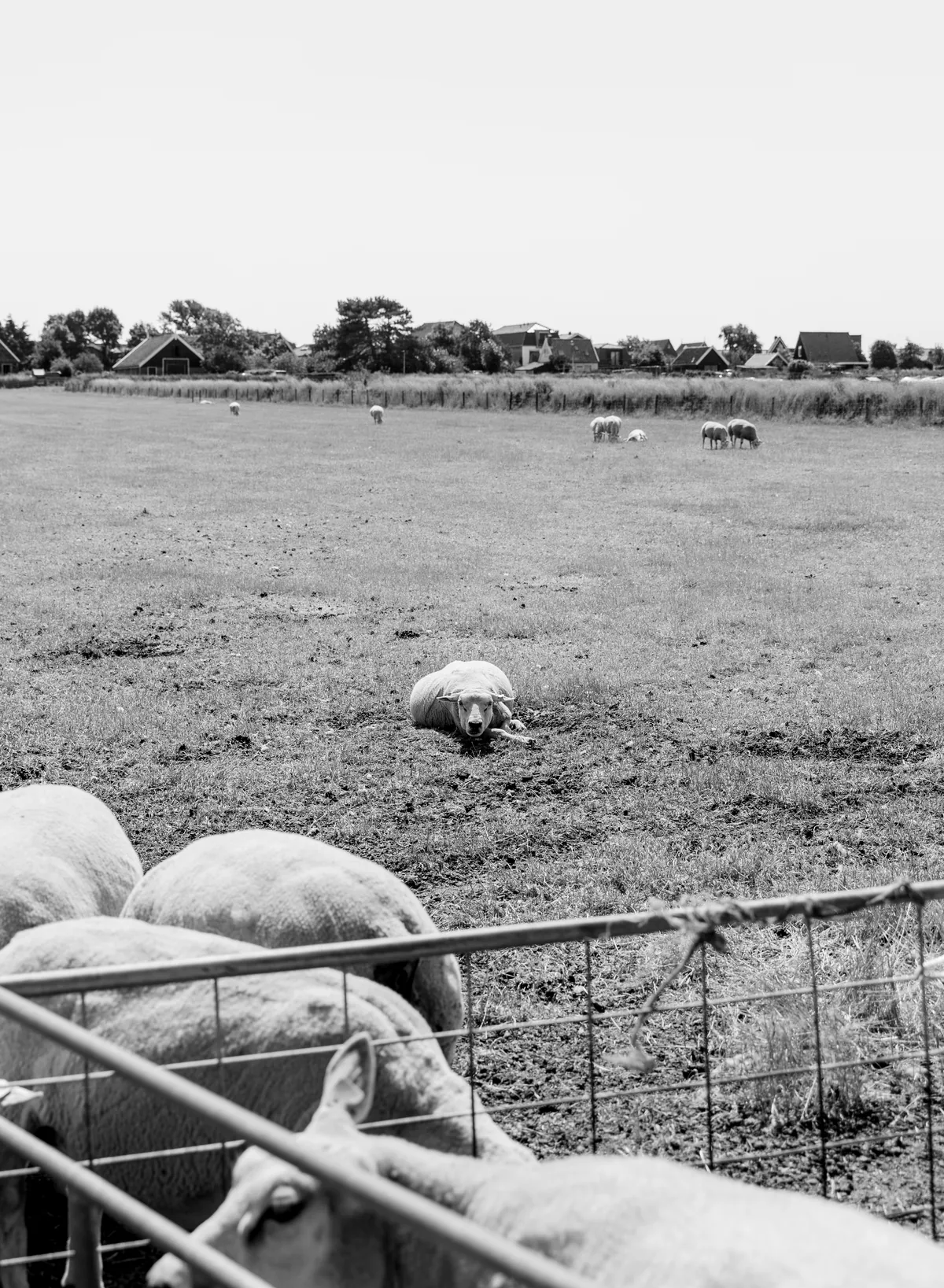 Sheep behind a wire fence in an open field, houses along the horizon